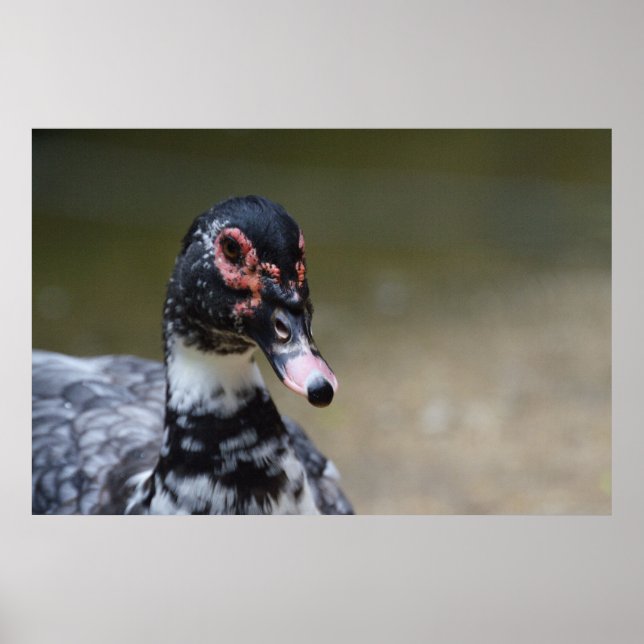 Poster Le Caire moschata domestica (Devant)