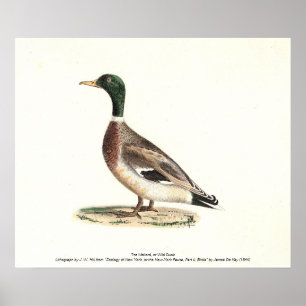Poster Le canard colvert ou sauvage (Anas platyrhynchos)