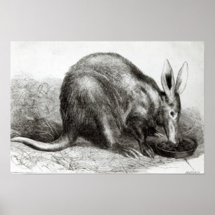 Poster Le Cap Ant-Eater