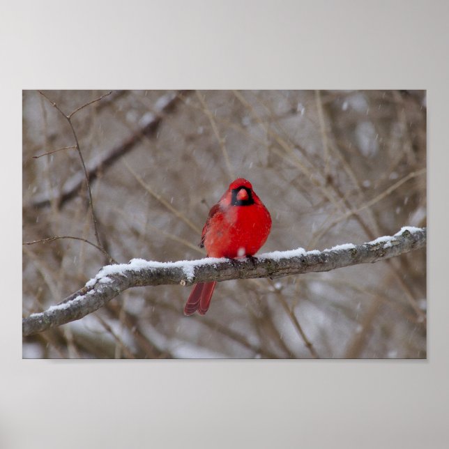 Poster Le cardinal dans une tempête de neige (Devant)