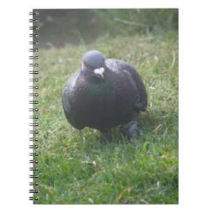 Poster le Carnet Pigeon