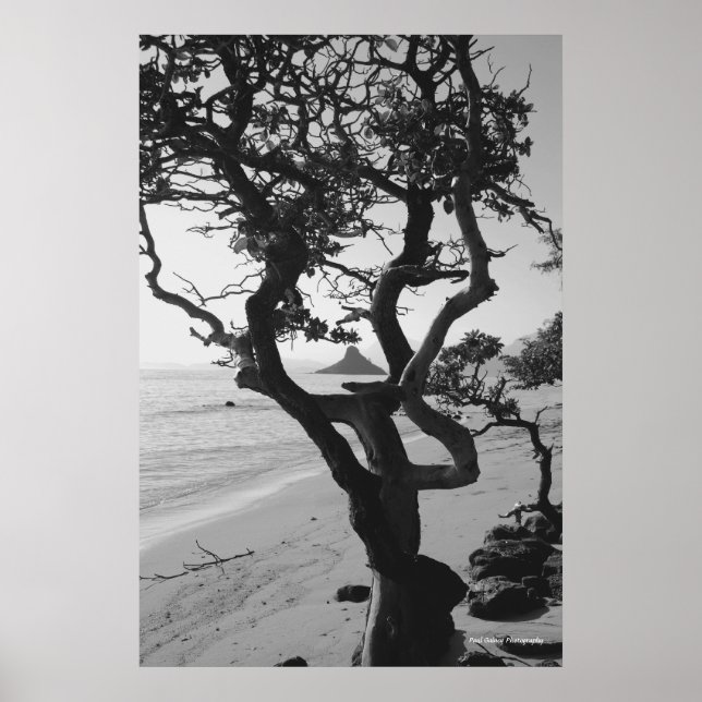 Poster Le Casquette chinois (Devant)