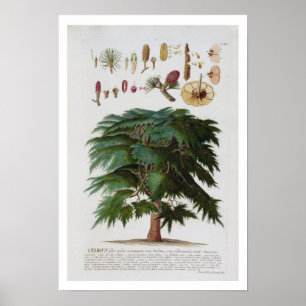 Poster Le cèdre, gravé par Johann Jakob Haid (1704-67)