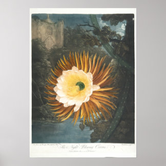Poster Le Cereus à floraison nocturne (1799–1807)