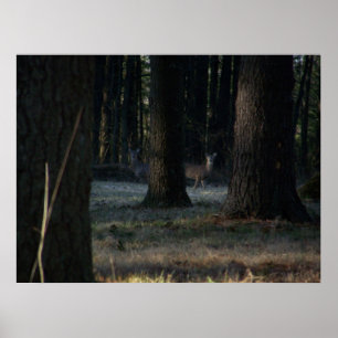 Poster Le cerf caché