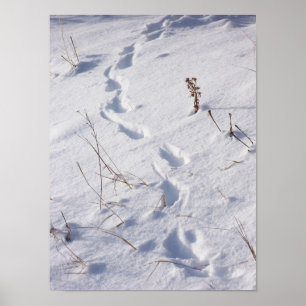 Poster Le cerf commun imprime l'affiche de neige