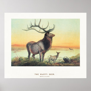 Poster Le Cerf Wapiti