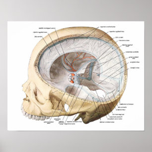 Poster Le cerveau dans le crâne