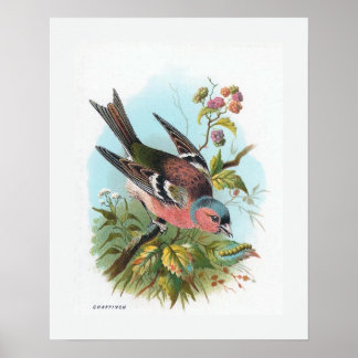 Poster Le Chaffinch