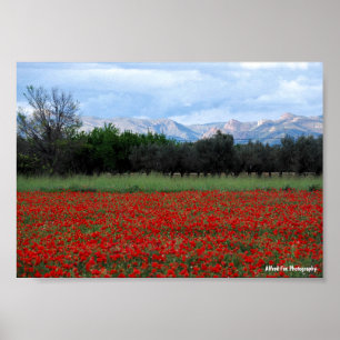 Poster Le champ de coquelicots