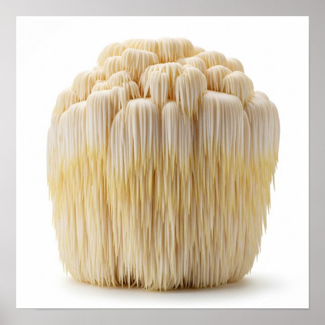 Poster Le champignon Lion's Mane (Devant)