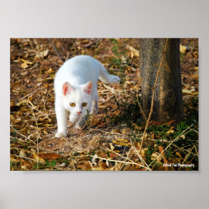 Poster Le Chasseur Blanc
