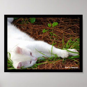 Poster Le Chat dans les Aiguilles de Pin