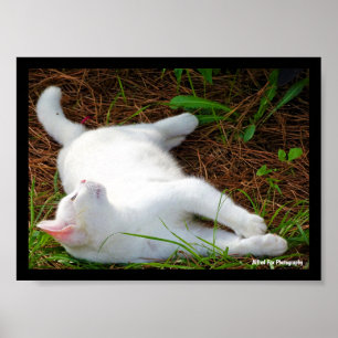 Poster Le Chat et la mouche