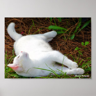 Poster Le Chat et la mouche