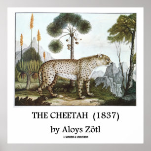 Poster Le Cheetah (1837) par Aloys Zötl