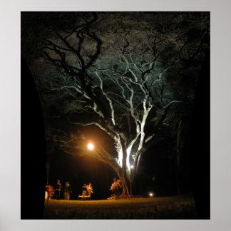 Poster Le chêne