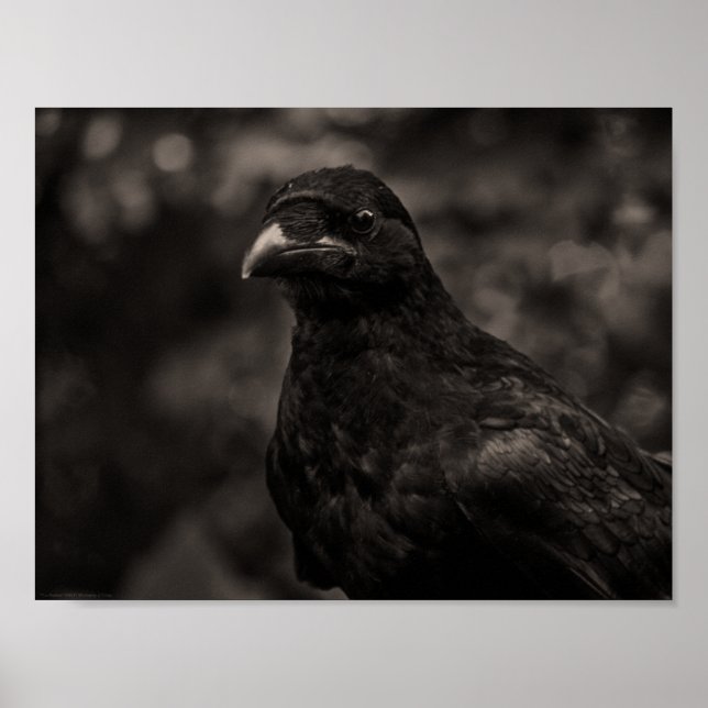 Poster Le chercheur (Devant)