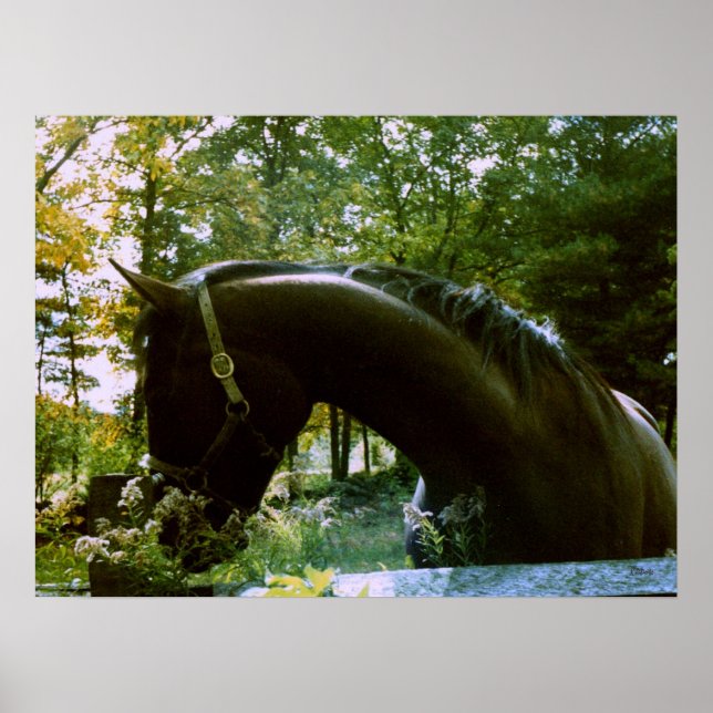 Poster Le Cheval timide (Devant)