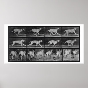 Poster Le chien courant, plaquent 707 "de la locomotion