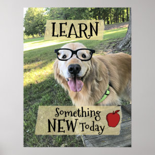Poster Le chien de golden retriever apprennent quelque