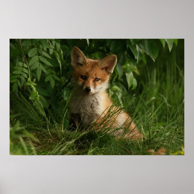 Poster Le chou renard dans une forêt verte (Devant)