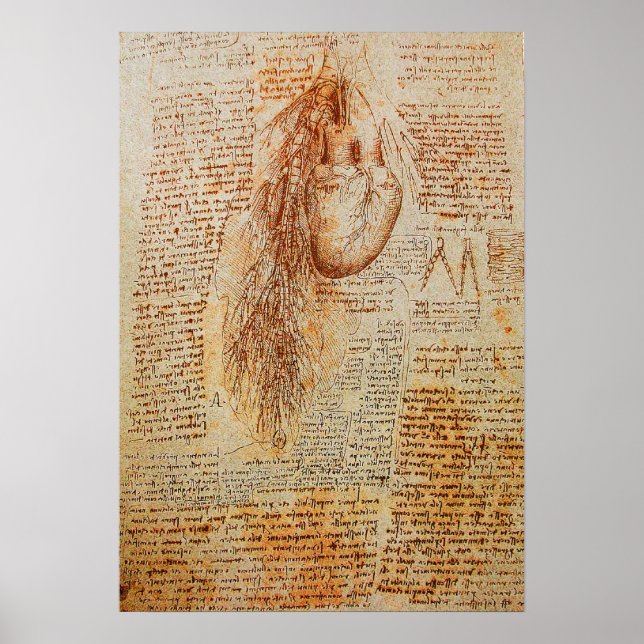 Poster Le Coeur et les artères bronchiques (Devant)