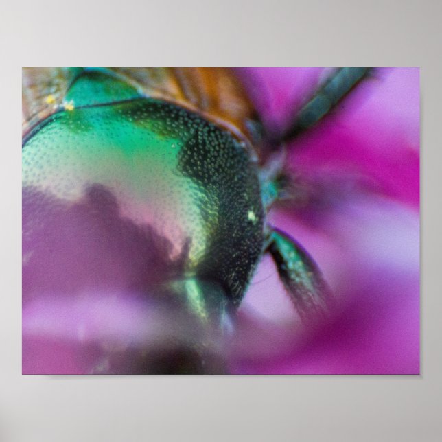 Poster Le coléoptère japonais au milieu d'une fleur de cô (Devant)