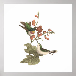 Poster Le colibri à gorge rouge ou à gorge rubis