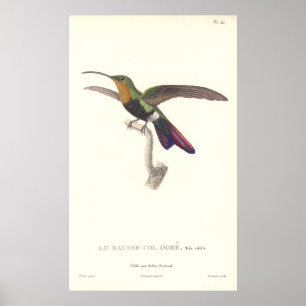 Poster Le colibri Aurulent de René Primevere Leçon