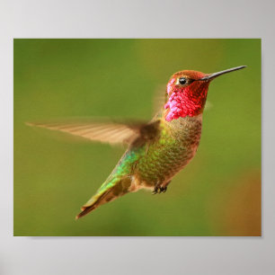 Poster Le colibri d'Anna masculine - Rudy 2