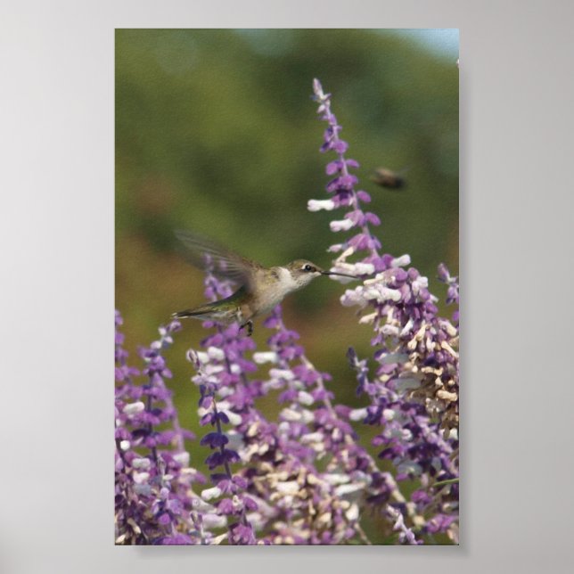 Poster Le colibri d'un Plante mexicain tire du nectar (Devant)