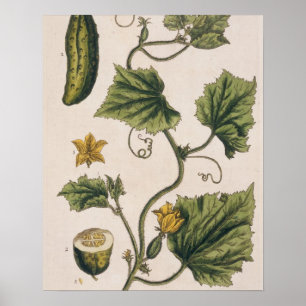 Poster Le concombre de jardin, plaquent 4 "d'un de fines