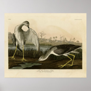 Poster Le Conte Godwit, Snipe - Audubon Birds of America