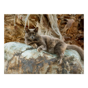 Poster Le Coque Coussin de chat