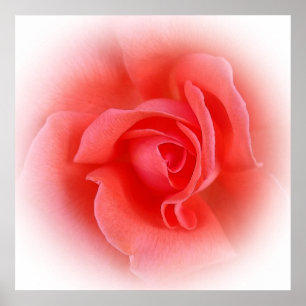 Poster le corail rose s'est levé
