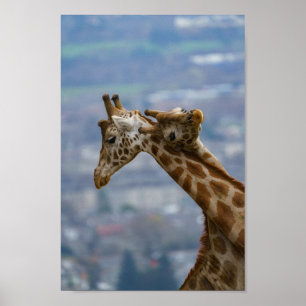 Poster Le cou et le cou des girafes
