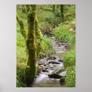 Poster Le cours d'eau Woodland dans le district du lac