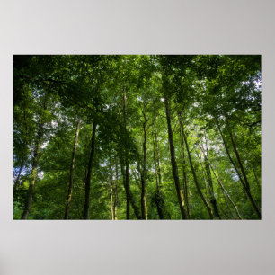 Poster Le couvert forestier. Blackweir Woods, Bute Park