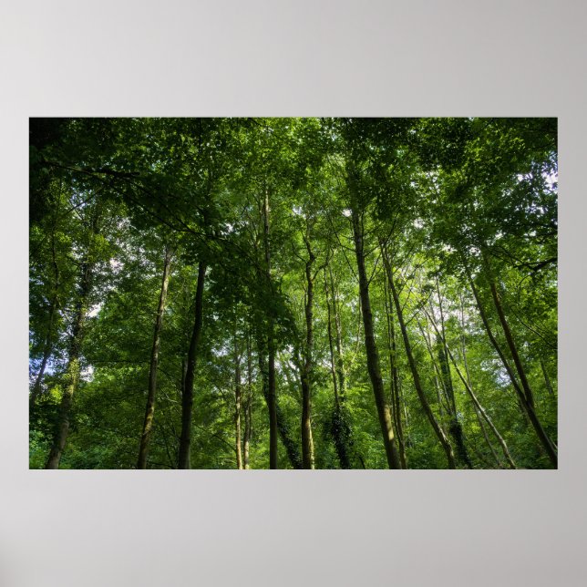 Poster Le couvert forestier. Blackweir Woods, Bute Park (Devant)