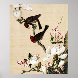 Poster Le Crabappé et le Magnolia Fine Art