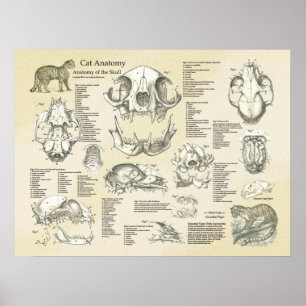 Poster Le crâne squelettique de chat désosse le diagram