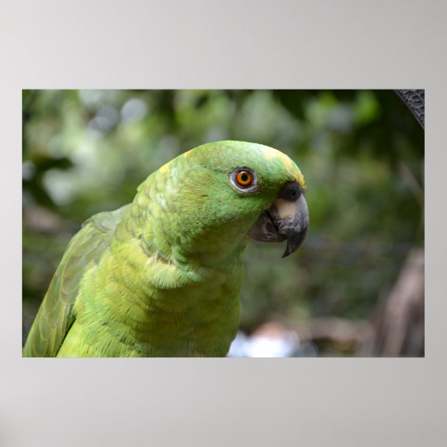 Poster Le Curieux Parrot (Devant)