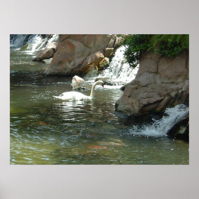Poster Le cygne blanc (Devant)