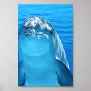 Poster Le dauphin de Bottlenose regarde la caméra sous l'