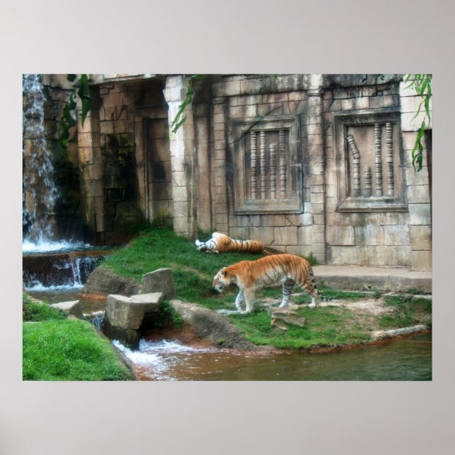 Poster Le Den du Tigre (Devant)