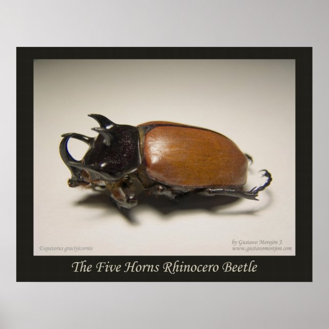 Poster Le dendroctone du rhinocéros des cinq cornes (Devant)