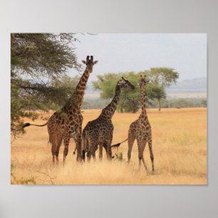 Poster Le destin du destin animal de motif de l'Afrique