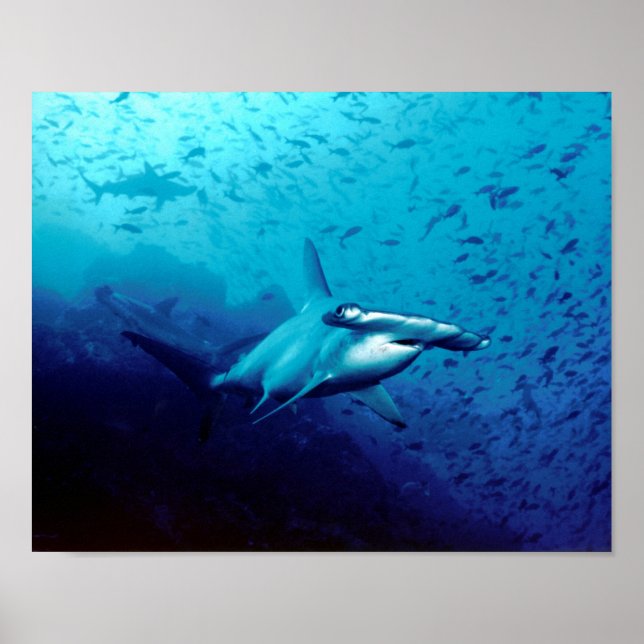 Poster Le destin du requin-marteau Le destin du requin (Devant)
