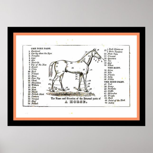 Poster Le diagramme des chevaux (Devant)
